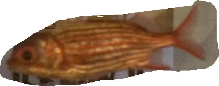 squirrel fish.jpg