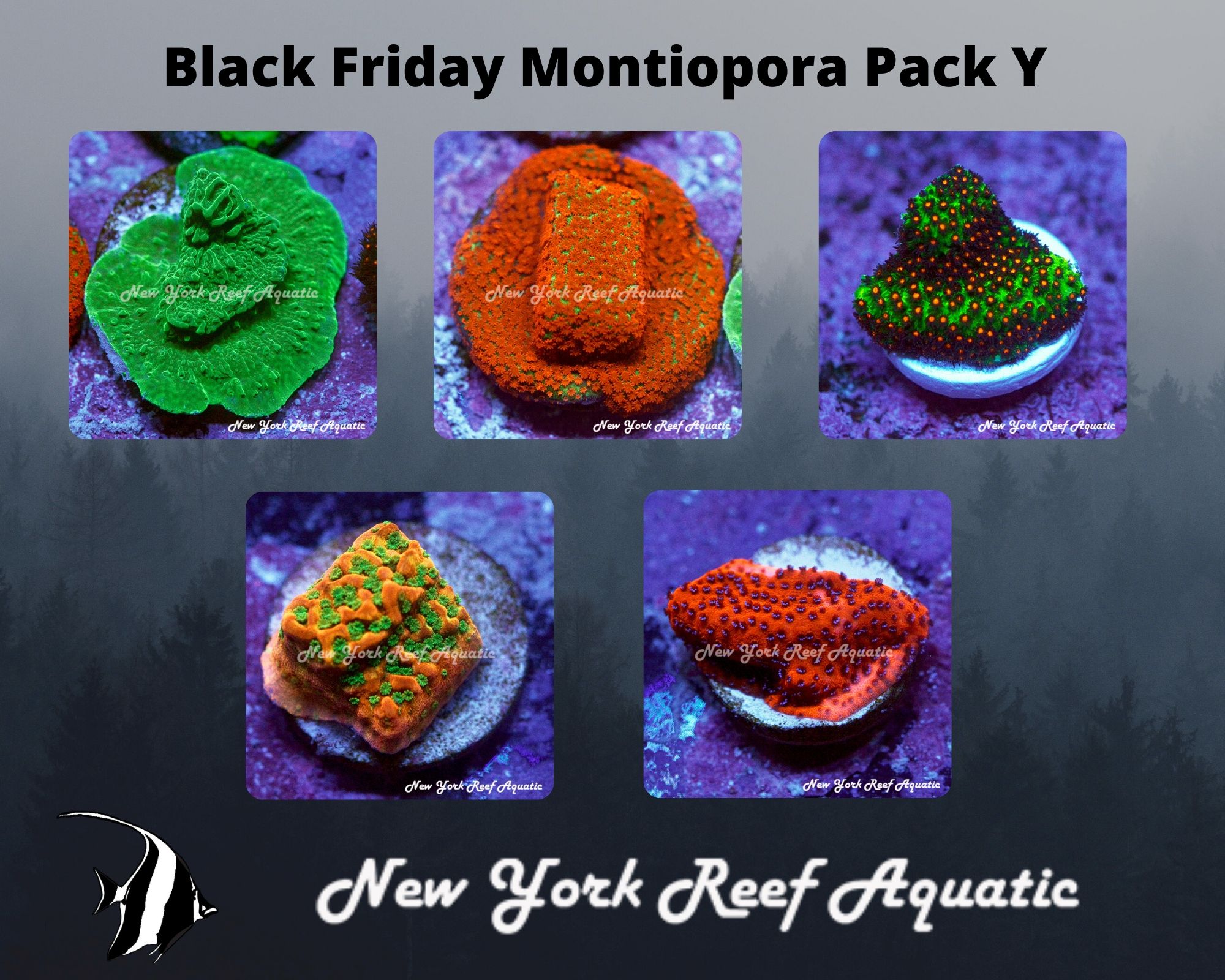 Montiopora Pack Y.jpg