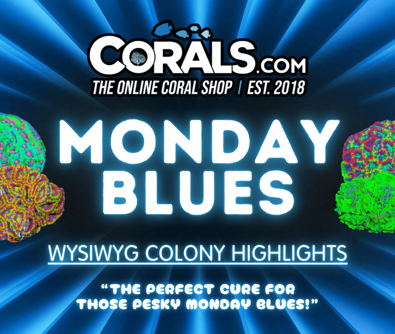 Blues 25'.png