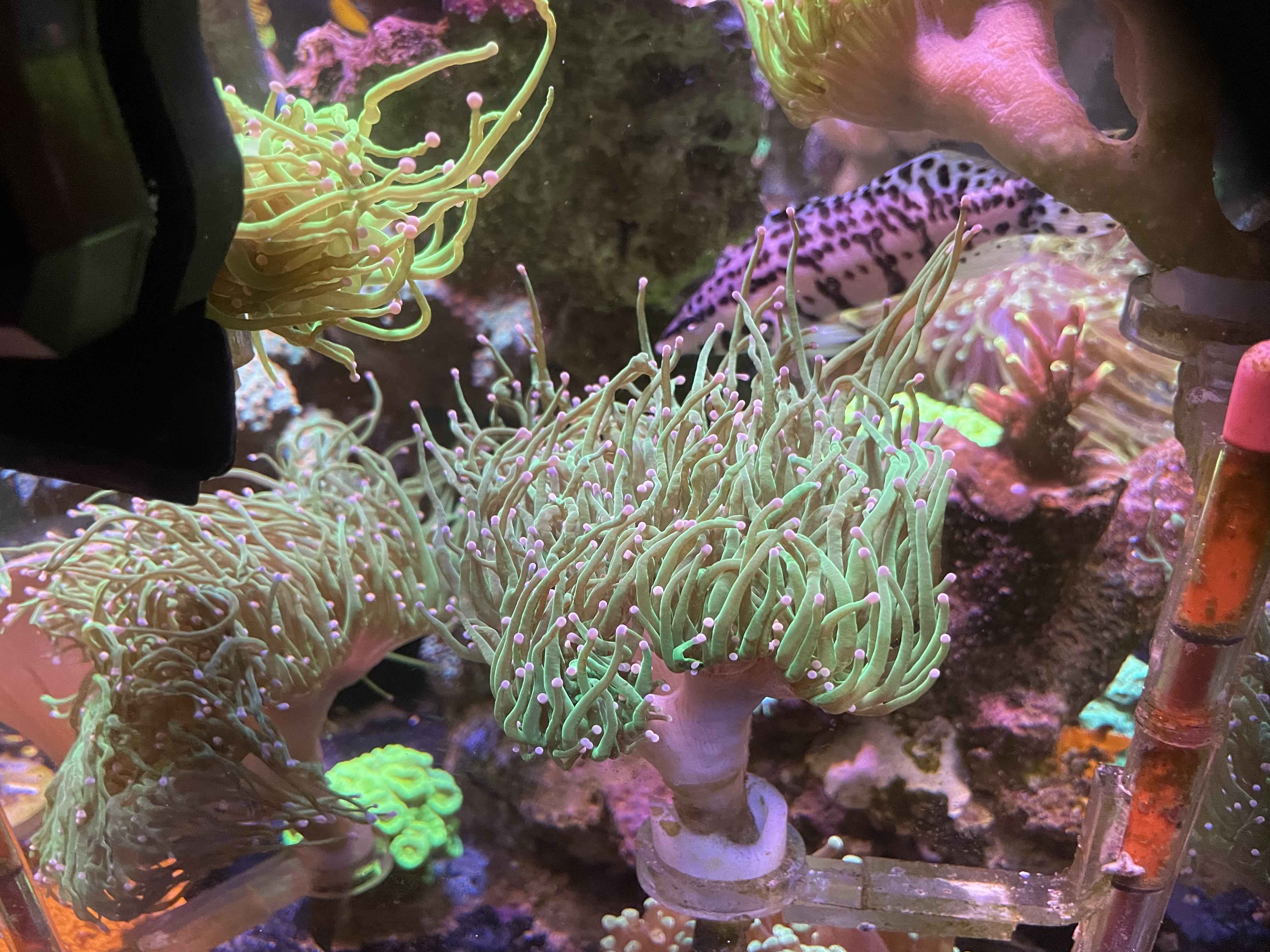 toxic green torch.jpg