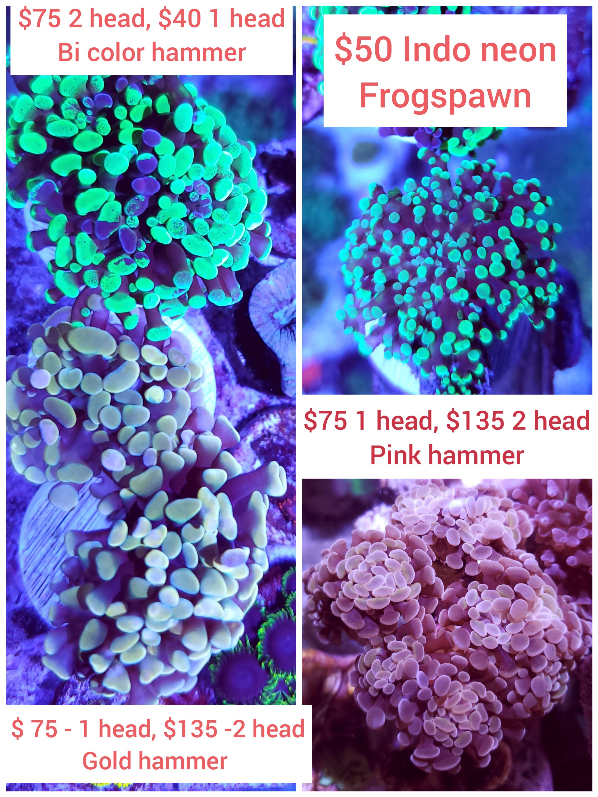 CollageMaker_20200925_000419180_compress20.jpg