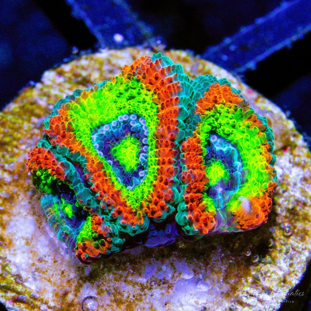 CoralAuction44_f6272e46-6e17-4763-ad47-903ea3c5de7c.jpg CoralAuction44_f6272e46-6e17-4763-ad47-903ea3c5de7c.jpg