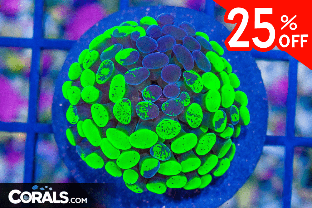 Untitled design(24) 4.03.10 PM.png