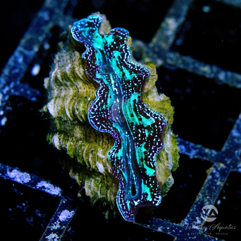 CoralAuction40_076e14e6-ac05-46dc-b7b4-645b2b5fddee.jpg CoralAuction40_076e14e6-ac05-46dc-b7b4-645b2b5fddee.jpg