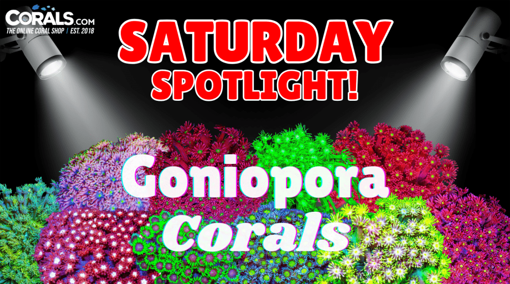 Goniopora spotlight(1).png