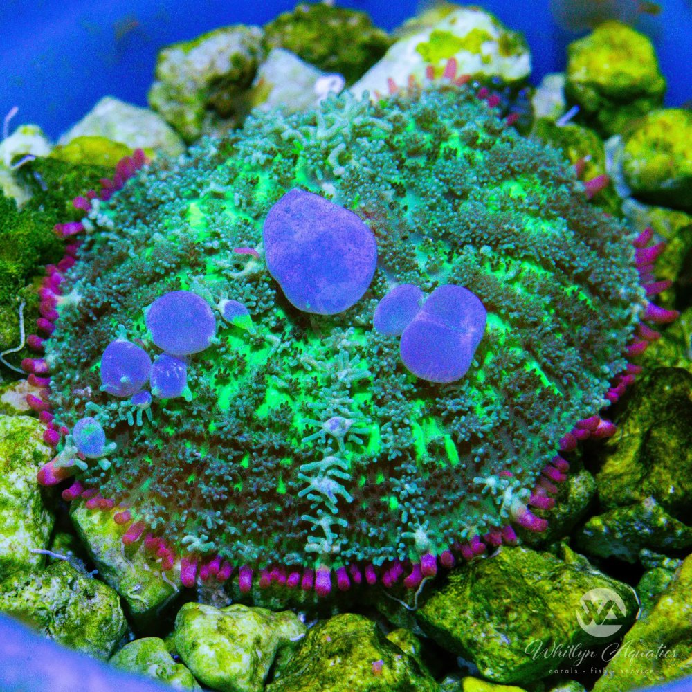CoralAuction42_a73aa224-d75c-4f76-8c08-a5720560240b.jpg