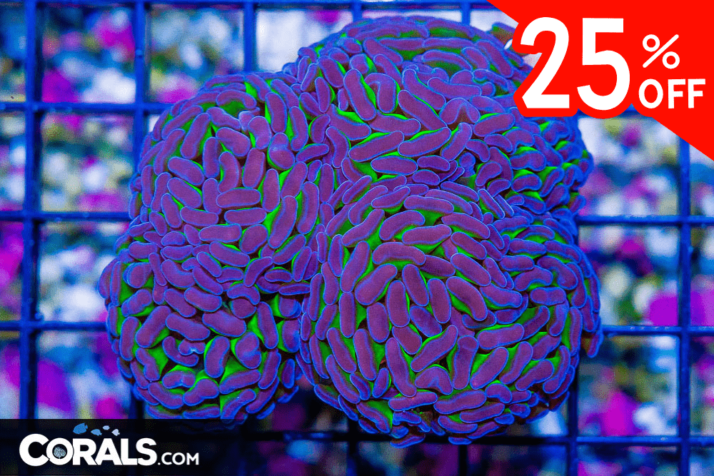 Untitled design(21).png