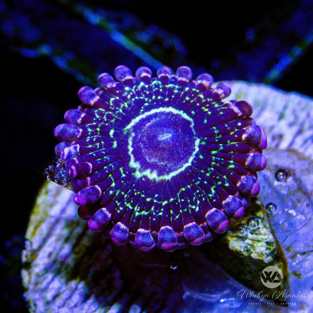 CoralAuction50_e2e11989-8ec3-4458-8d30-1267094c3a4a.jpg CoralAuction50_e2e11989-8ec3-4458-8d30-1267094c3a4a.jpg