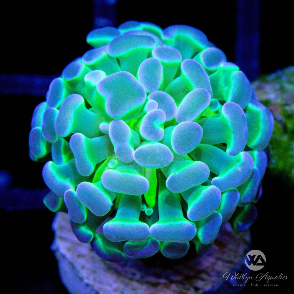 CoralAuction34_22d6f542-46fa-4e77-912d-bcf2cbf28e93 (1).jpg CoralAuction34_22d6f542-46fa-4e77-912d-bcf2cbf28e93 (1).jpg