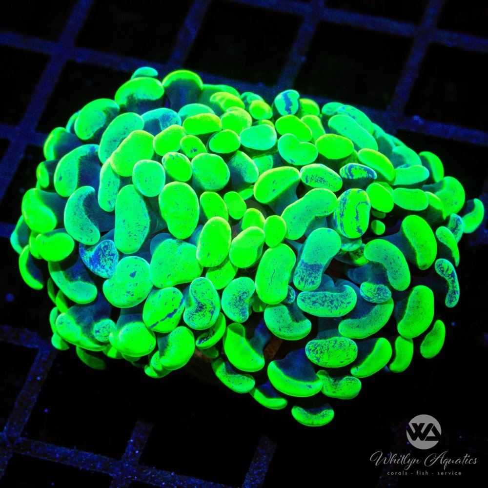 CoralAuction20_da4fe938-fb18-4164-9398-f618b28b2c4e.jpg