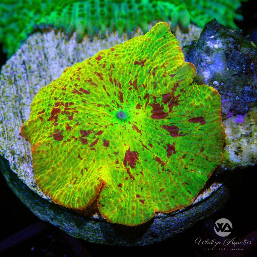 WeBeJammin_YellowEclectusMushroom_1_-WYSIWYG.jpg WeBeJammin_YellowEclectusMushroom_1_-WYSIWYG.jpg