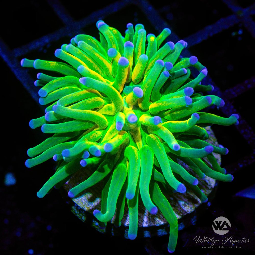 CoralAuction36_3402ac91-c0ca-493d-991c-c0fda04a0ca3.jpg CoralAuction36_3402ac91-c0ca-493d-991c-c0fda04a0ca3.jpg