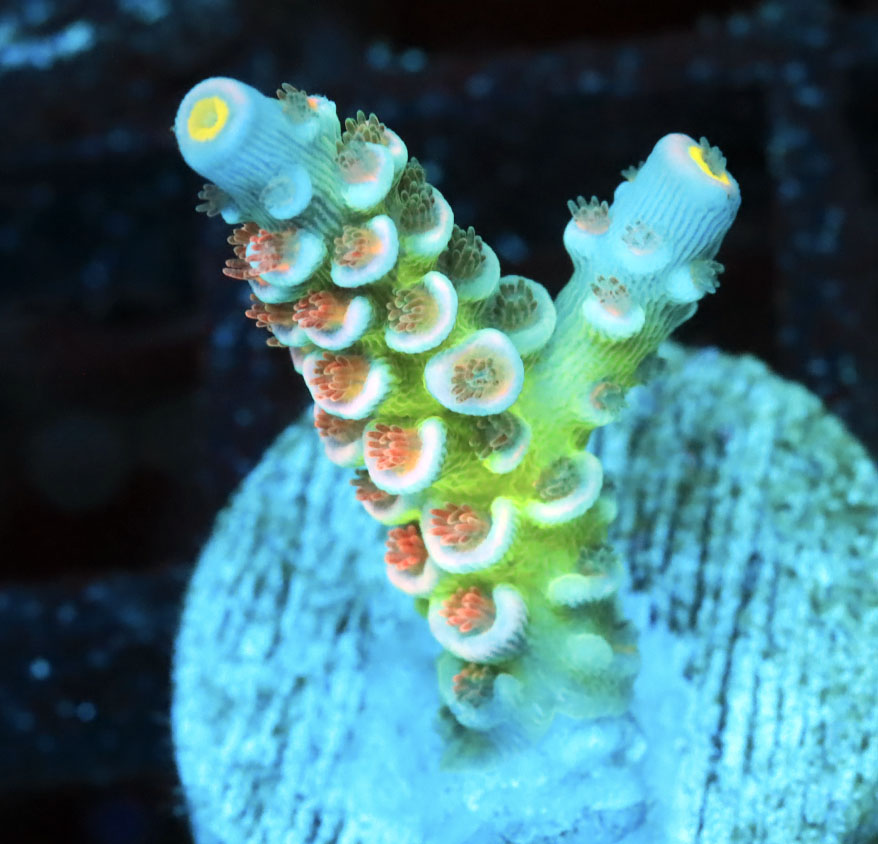 sps2-b3-ls-0210-006.jpeg sps2-b3-ls-0210-006.jpeg