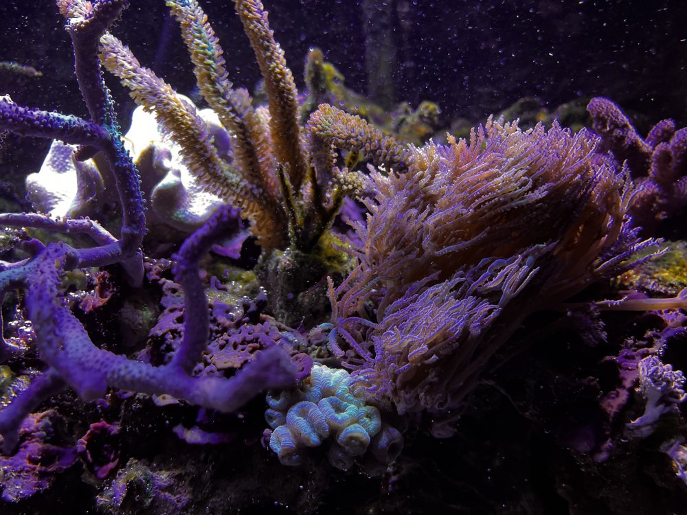 Soft corals.JPG