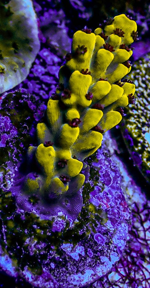 UC Wolverine Acropora.JPG