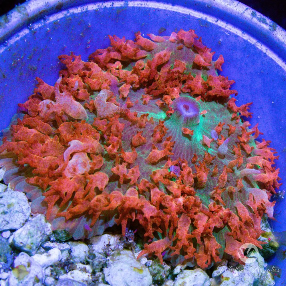 CoralAuction48_76deeb3a-393f-412e-b9f9-76ba44baf819.jpg CoralAuction48_76deeb3a-393f-412e-b9f9-76ba44baf819.jpg
