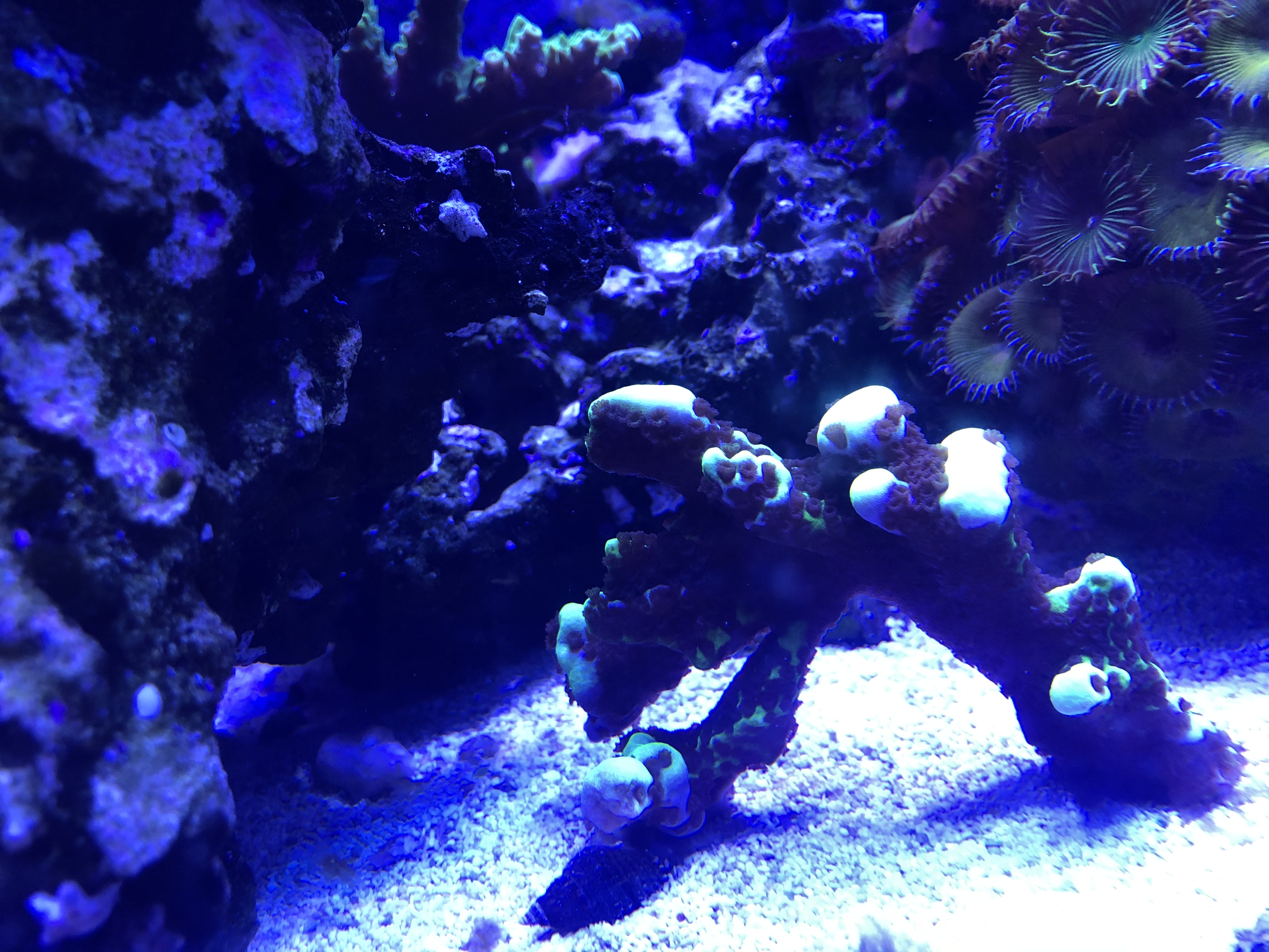 Green Neonspogodes mother.jpg Green Neonspogodes mother.jpg
