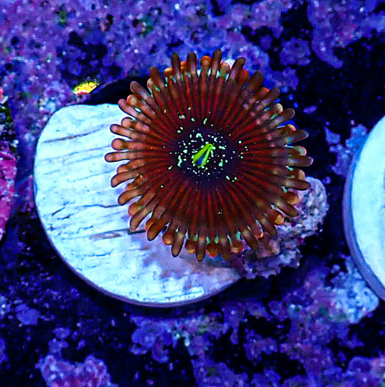 UC magician zoa -179.JPG