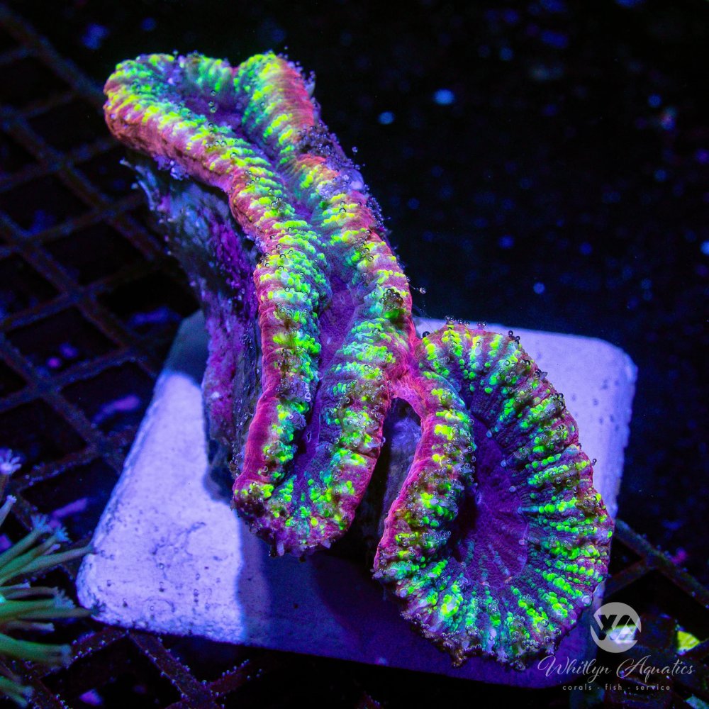CoralAuction4_68798a4f-9f25-4e73-ad23-7c31b0b4a168.jpg CoralAuction4_68798a4f-9f25-4e73-ad23-7c31b0b4a168.jpg