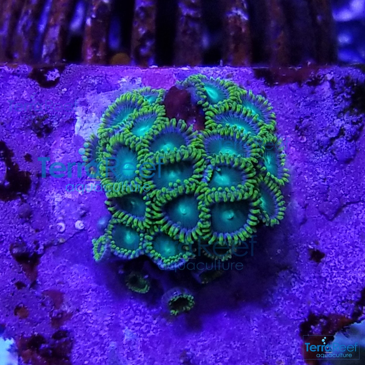 Radioactive-dragon-eyes-Zoanthids-WYSIWYG-Frag-2-2021031.jpg Radioactive-dragon-eyes-Zoanthids-WYSIWYG-Frag-2-2021031.jpg