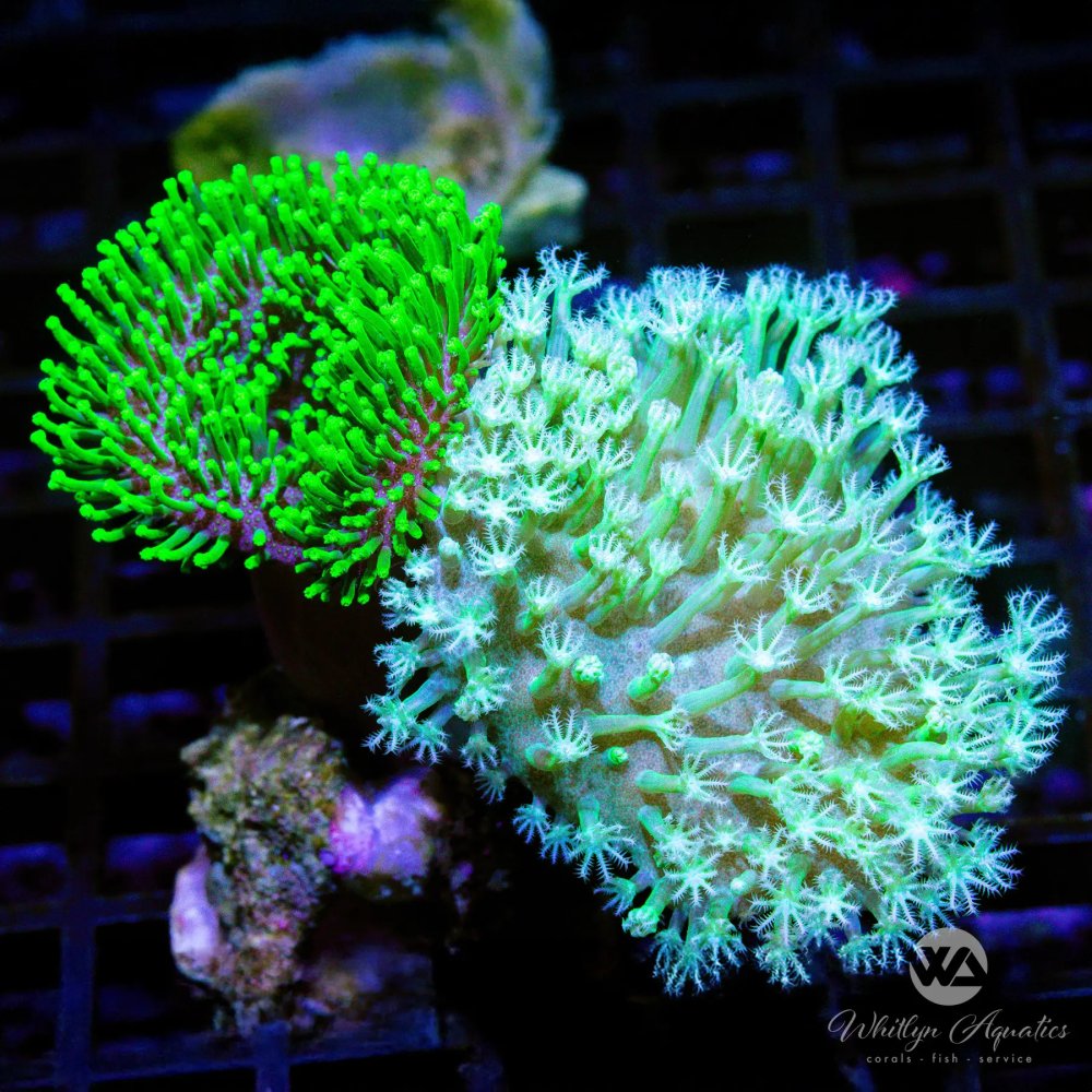 CoralAuction43_639e6be5-0aa8-40e4-b976-8cb6834479c2.jpg CoralAuction43_639e6be5-0aa8-40e4-b976-8cb6834479c2.jpg