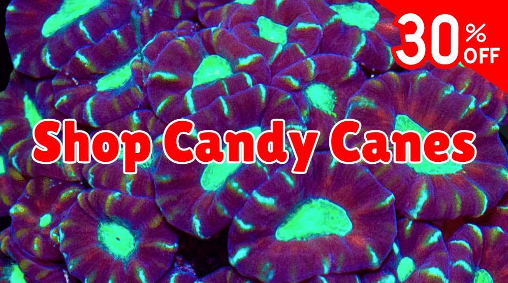 Shop candy cane.png