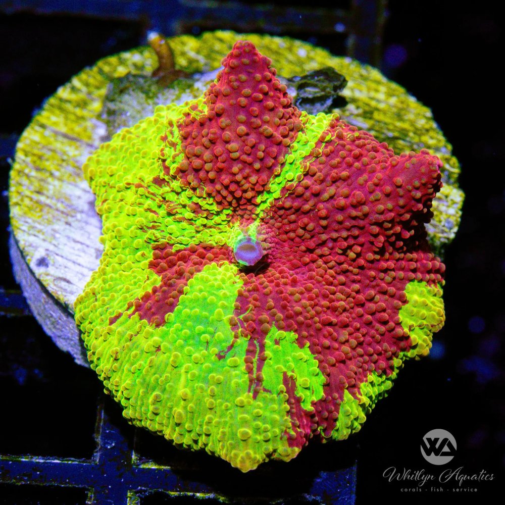 WeBeJammin_Eclectus-WYSIWYG_0e8c2627-13ec-450d-886e-7e5dd948b37d.jpg WeBeJammin_Eclectus-WYSIWYG_0e8c2627-13ec-450d-886e-7e5dd948b37d.jpg