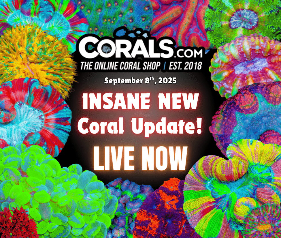 9.8 new coral.png