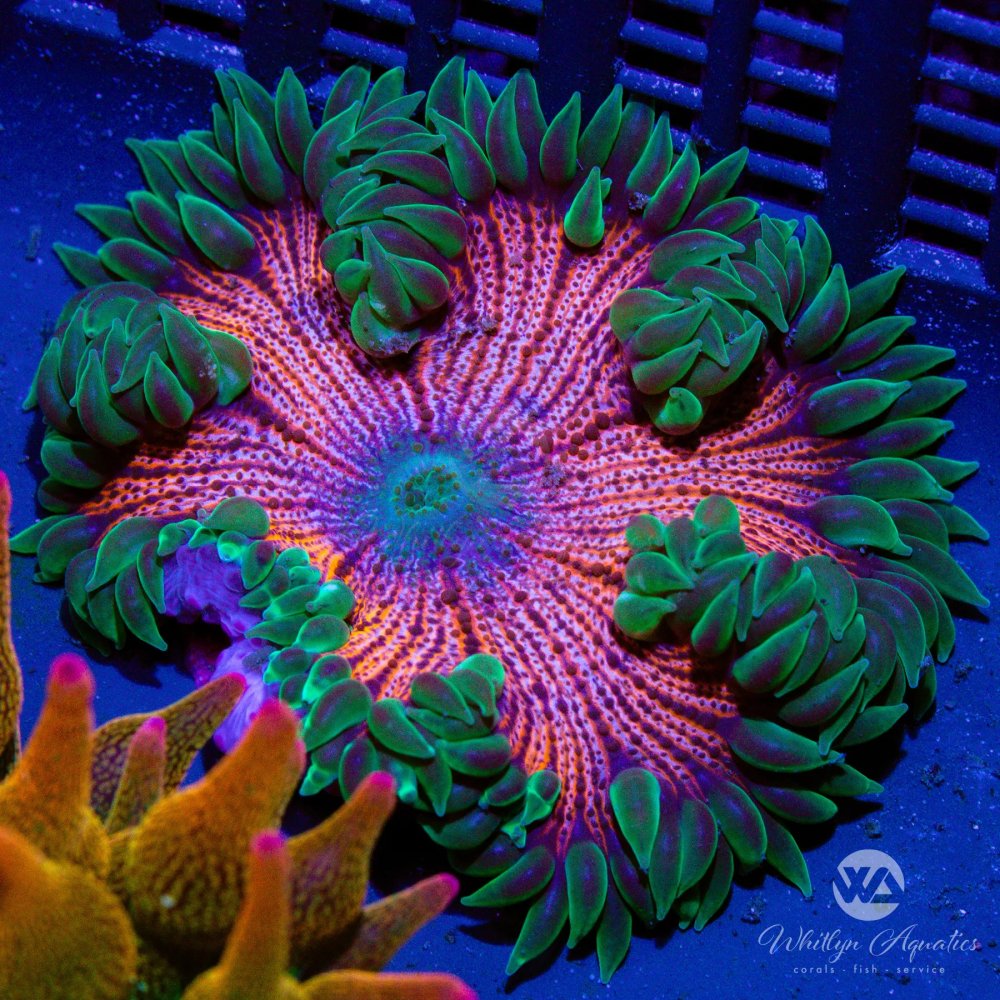 CoralAuction49_57f9d51e-256c-496e-ac93-bc9b0e22184f.jpg CoralAuction49_57f9d51e-256c-496e-ac93-bc9b0e22184f.jpg