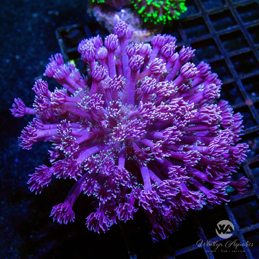 CoralAuction47_64e6ef4f-7e5f-4426-a380-c59ccc6e6a29.jpg CoralAuction47_64e6ef4f-7e5f-4426-a380-c59ccc6e6a29.jpg