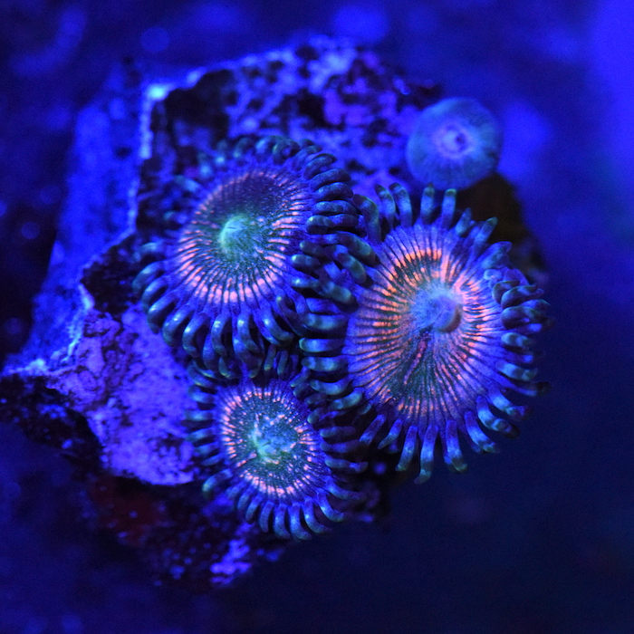 DSC_2590.JPG