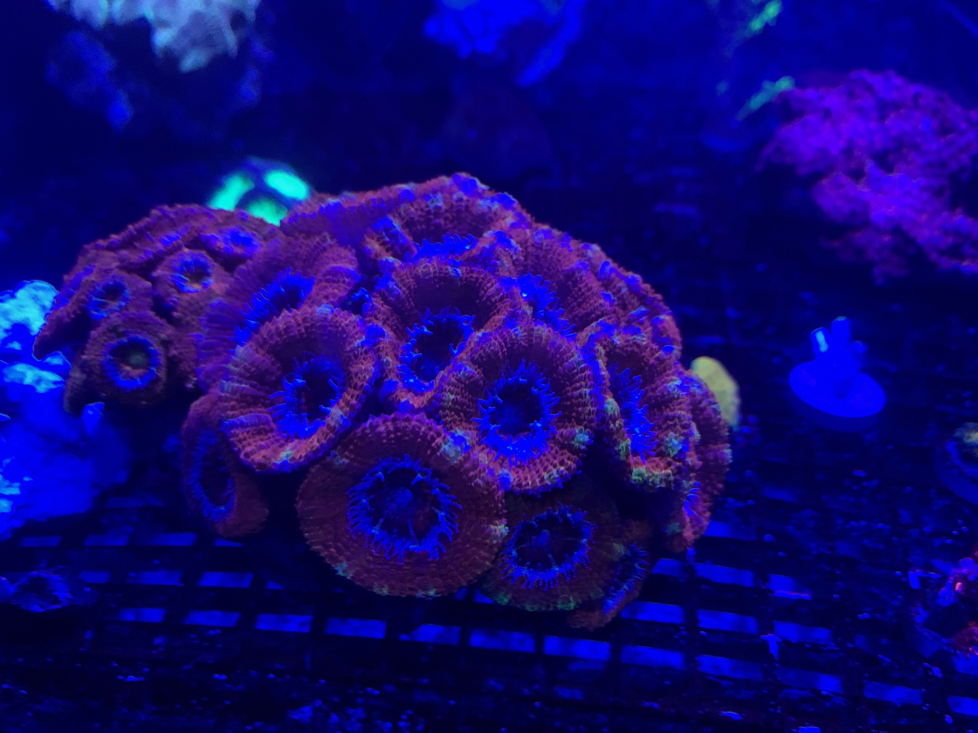 Acan2.jpg