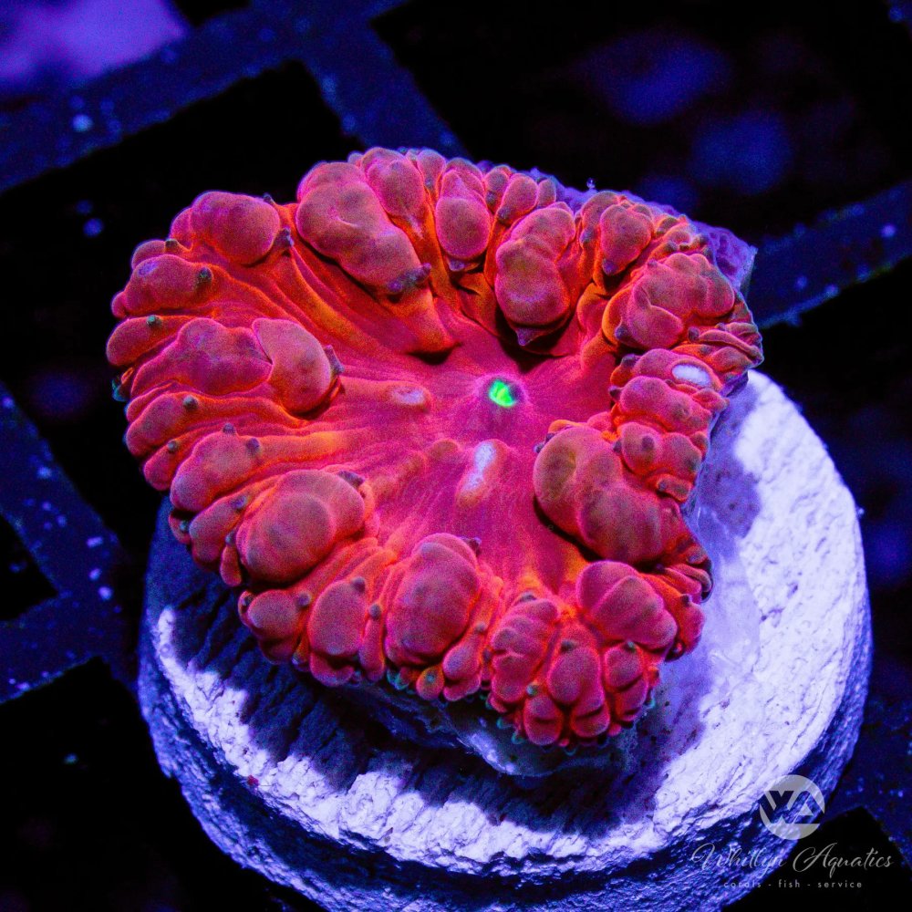 CoralAuction38_386368c5-ccab-483e-b599-ba15416444df.jpg CoralAuction38_386368c5-ccab-483e-b599-ba15416444df.jpg