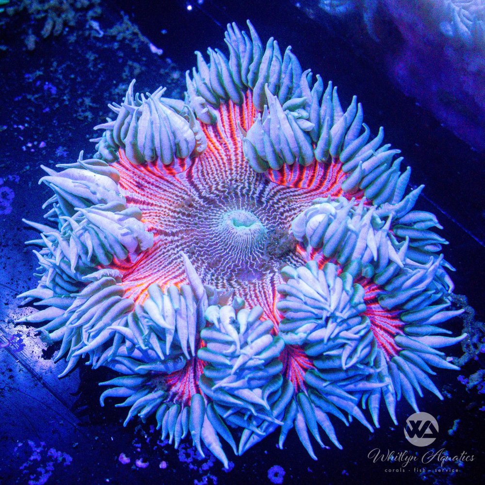 RockFlowerAnemone.jpg RockFlowerAnemone.jpg