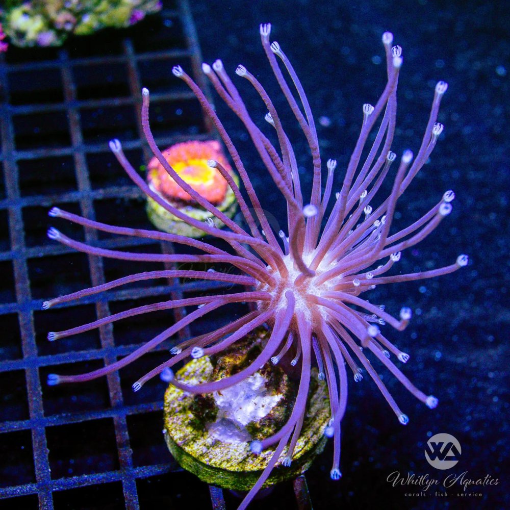 CoralAuction44_141f172e-8843-4b17-8a16-0bf60093d110.jpg CoralAuction44_141f172e-8843-4b17-8a16-0bf60093d110.jpg