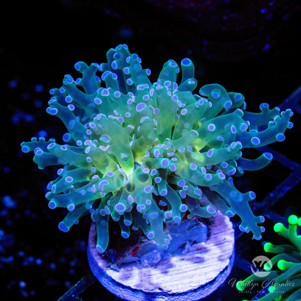 CoralAuction45_3b59e0aa-8b39-4ed5-993c-69aa2aa49d44.jpg CoralAuction45_3b59e0aa-8b39-4ed5-993c-69aa2aa49d44.jpg