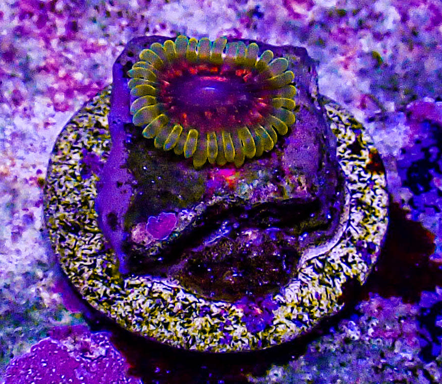 Predator Zoa -198.JPG