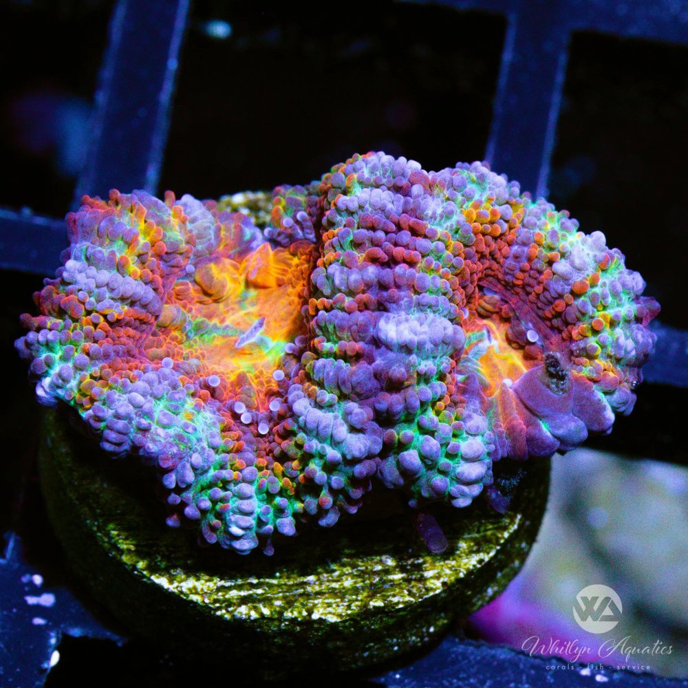 CoralAuction43_33b41641-36b6-43c0-93e0-6cc9b2cc0de6.jpg