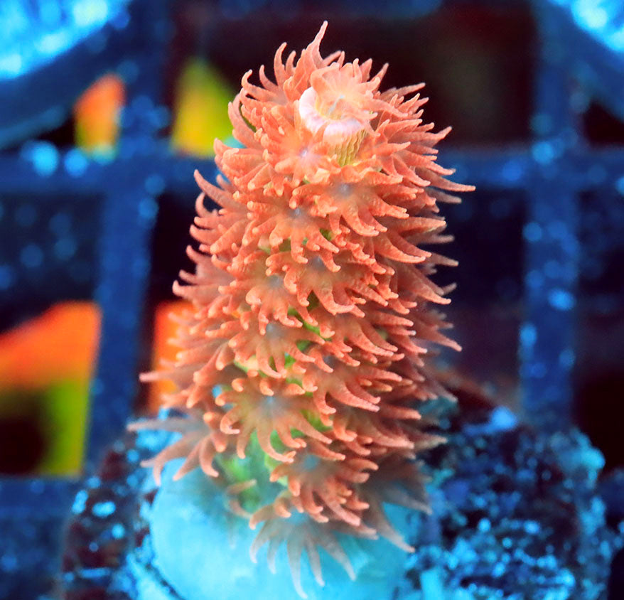 sps2-b2-ls-0210-004.jpeg sps2-b2-ls-0210-004.jpeg