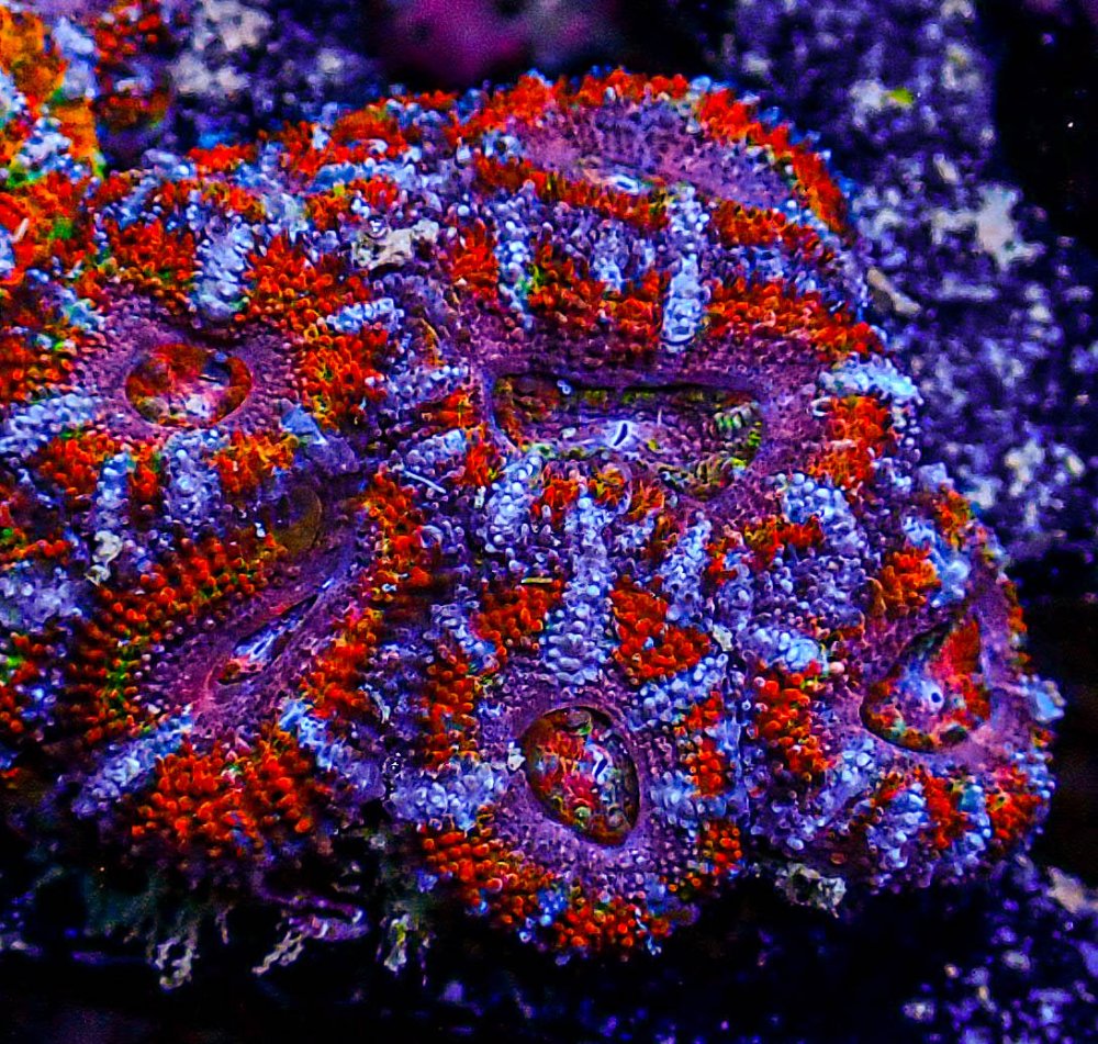 UC Rainbow Acan-384.JPG