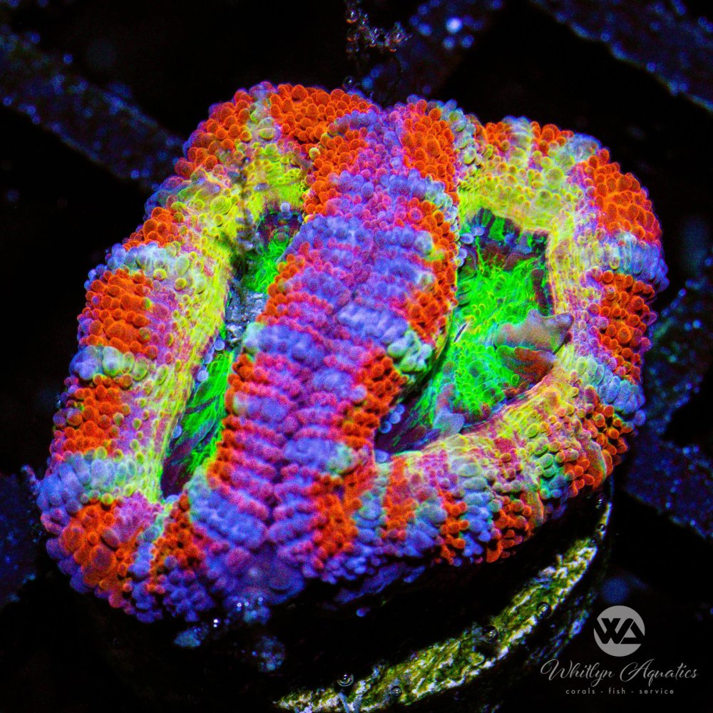 CoralAuction46_38afce66-3da8-4925-8fe7-31012aa70222.jpg CoralAuction46_38afce66-3da8-4925-8fe7-31012aa70222.jpg