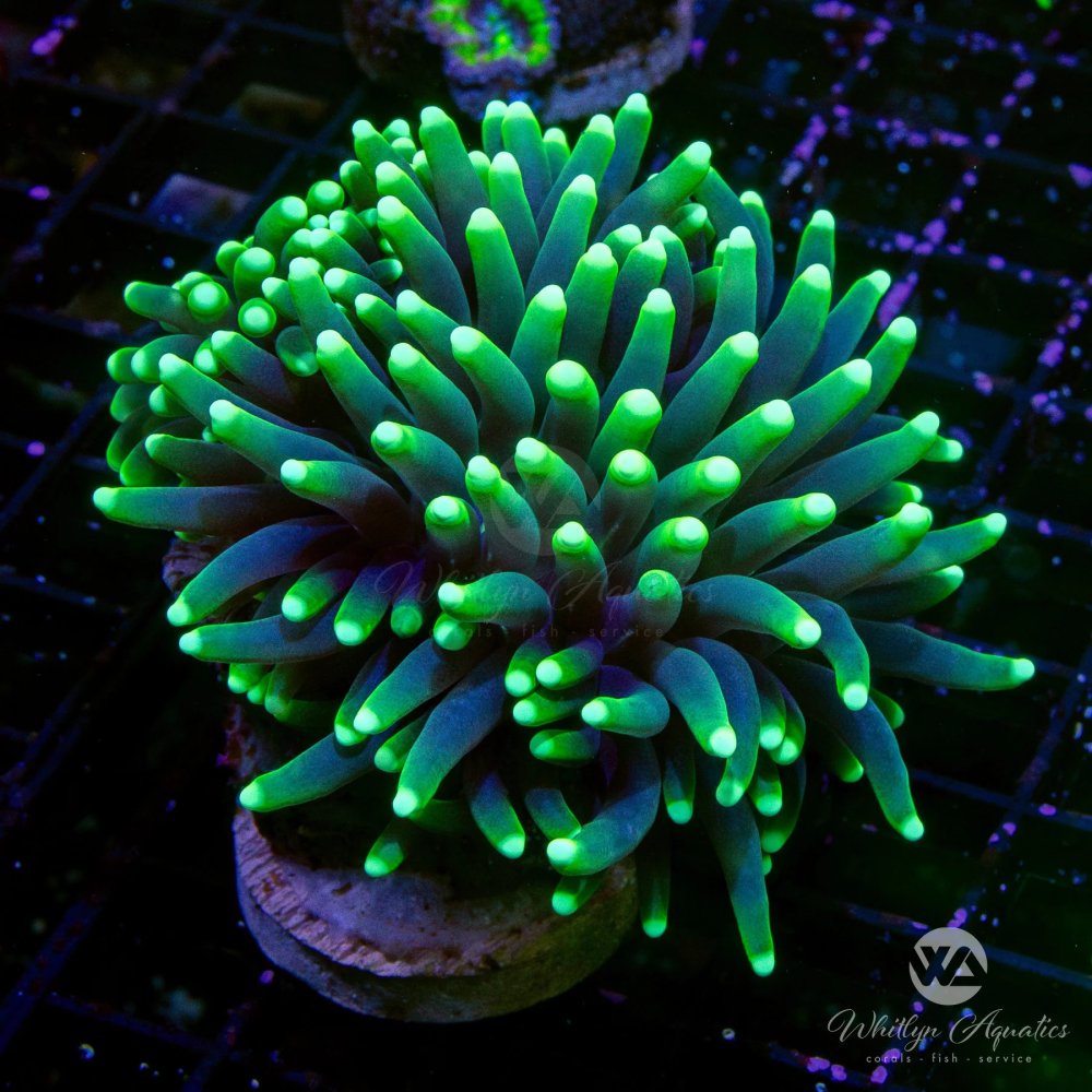 BlacklightTorch.jpg BlacklightTorch.jpg