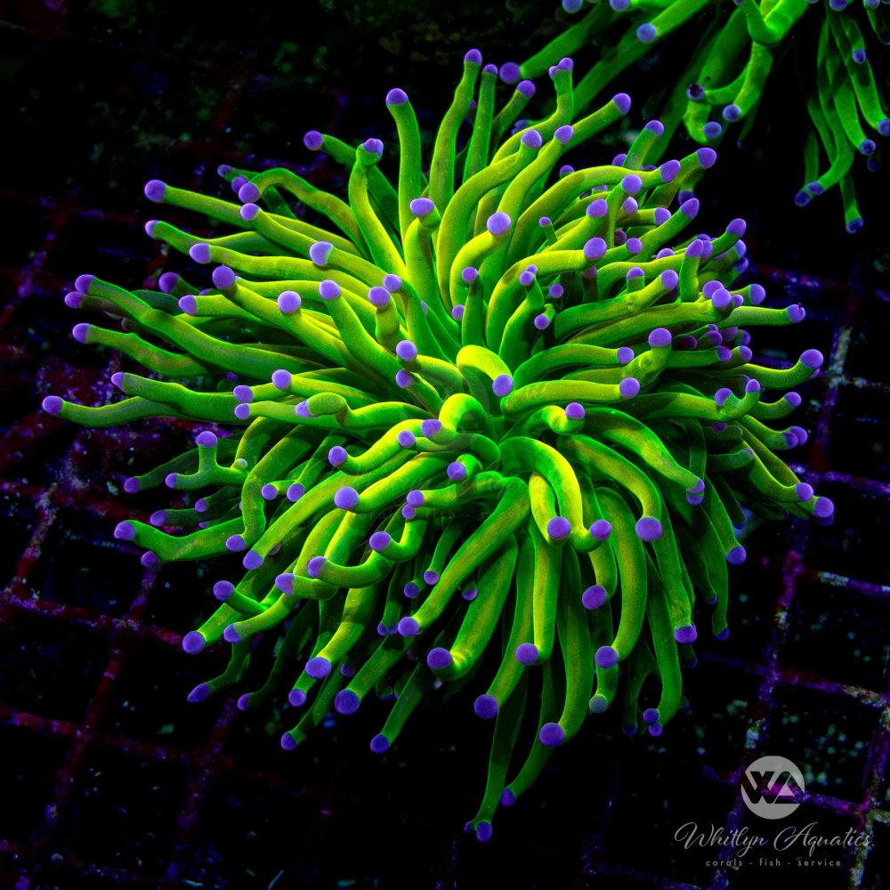 HolyGrailVariantTorch.jpg HolyGrailVariantTorch.jpg