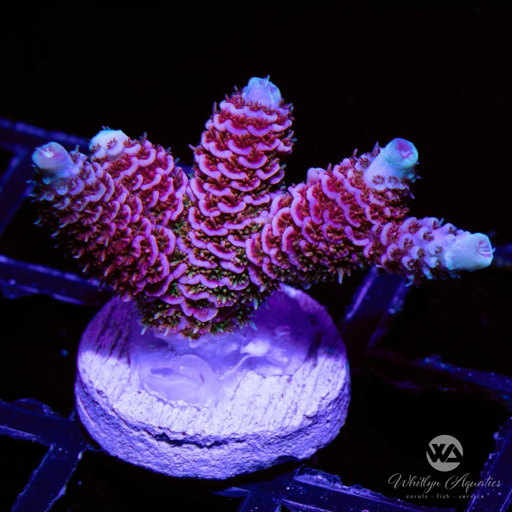 CoralAuction42_e26c0459-65ee-4159-b867-607017de6d78.jpg CoralAuction42_e26c0459-65ee-4159-b867-607017de6d78.jpg