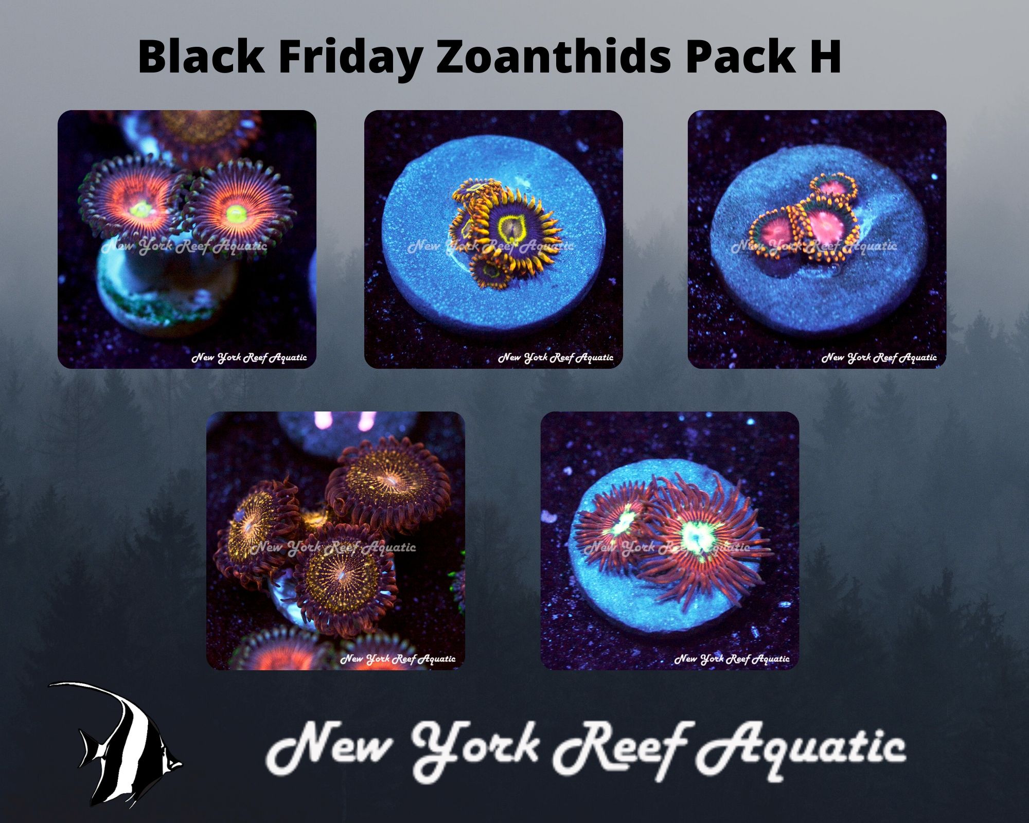 Zoanthids Pack H.jpg