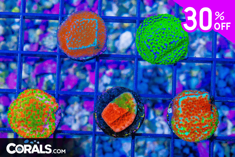 Untitled design(18).png