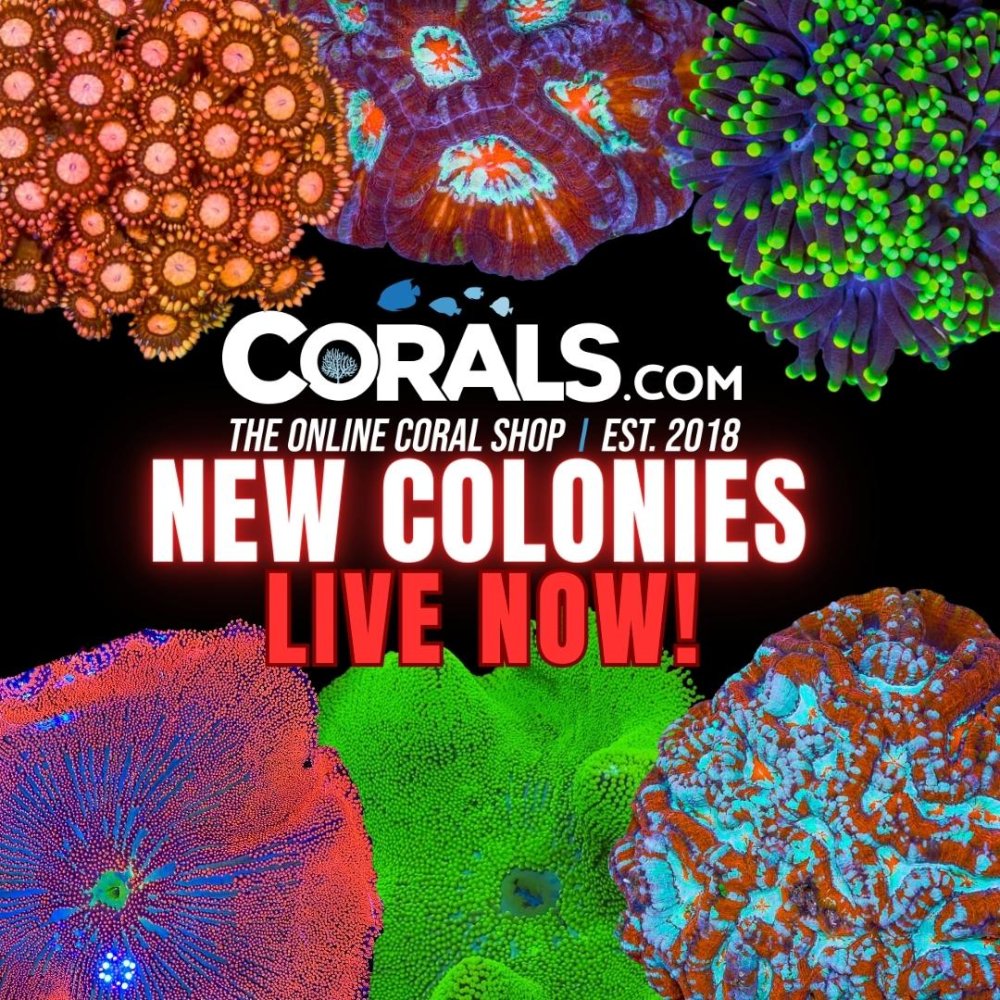 Copy of new corals(1).jpg