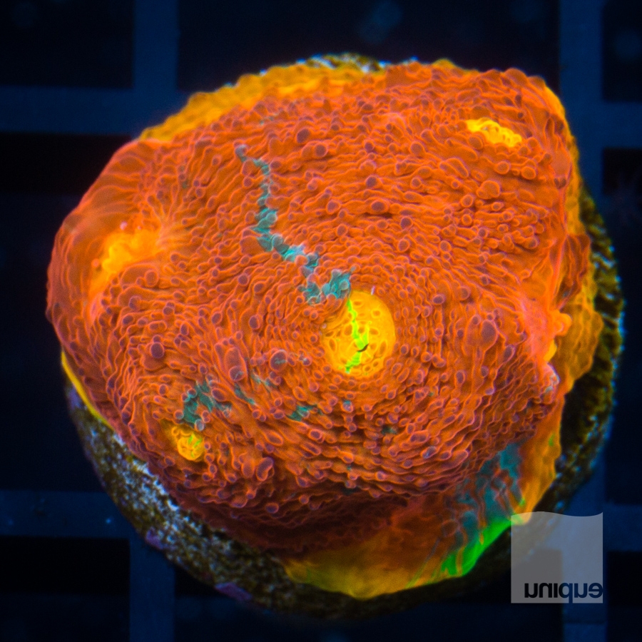 sexy corals dynamite chalice 499 299.jpg