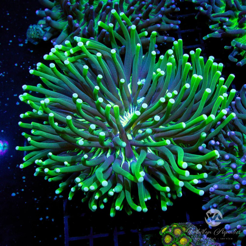 Coral10 (1).jpg Coral10 (1).jpg