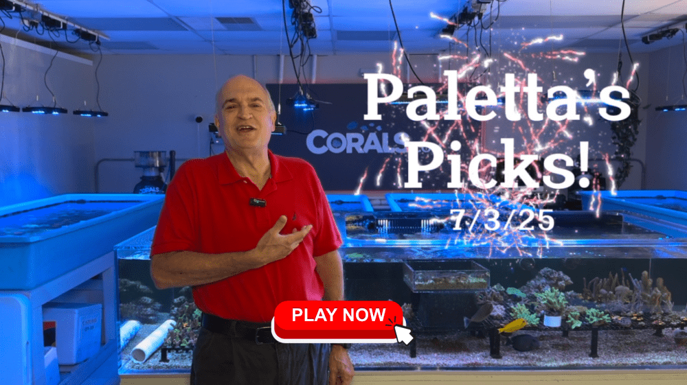 paletta thumbnail.png